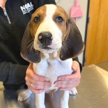 Mixed Breed Dogs Available for Adoption in Morristown, Vermont - Timber - In Foster | PetCurious