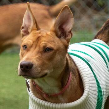 Rescue American Staffordshire Terrier and Husky Dogs for Adoption in Houston, Texas - Runni Man | PetCurious