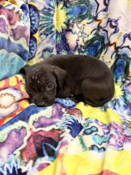 Velvet Clutch -  Mixed Breed Dog for Adoption in Mobile, Alabama - Velvet Clutch | PetCurious