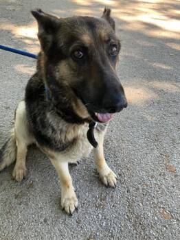 Mixed Breed Dogs Available for Adoption in Dallas, Texas - KAREN | PetCurious