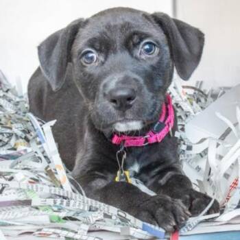 Labrador Retriever and Mixed Breed Dogs Available for Adoption in St. Louis, Missouri - BELLA | PetCurious