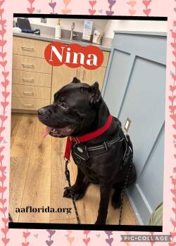 Cane Corso Dogs Available for Adoption - Nina | PetCurious
