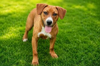 Sadie -  Pit Bull Terrier Dog for Adoption in Yuba City, California - Sadie | PetCurious