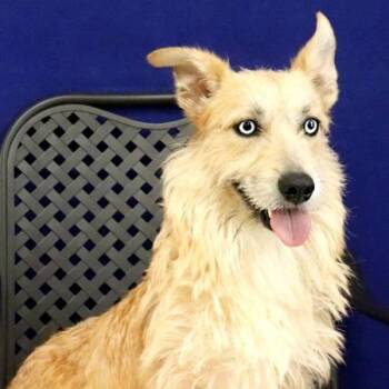 Corgi and Terrier Dogs Available for Adoption in Midland, Texas - Melody | PetCurious