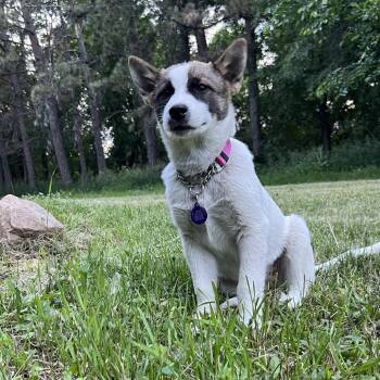 Wynona -  Mixed Breed Dog for Adoption in Bismarck, North Dakota - Wynona | PetCurious