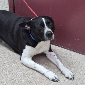 Mixed Breed Dogs Available for Adoption in Ardmore, Oklahoma - Pac Man | PetCurious