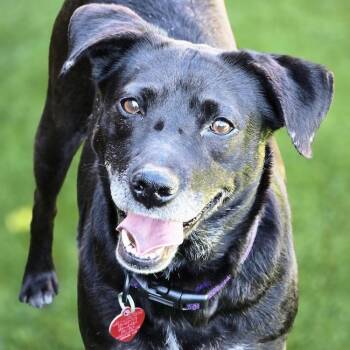 Labrador Retriever and Shepherd Dogs Available for Adoption in San Diego, California - Karley | PetCurious