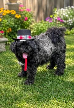 Princess -  Shih Tzu Dog for Adoption in Pine Grove, Pennsylvania - Princess | PetCurious