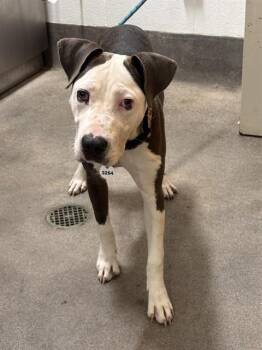 AUTUMN -  Pit Bull Terrier Dog for Adoption - AUTUMN | PetCurious