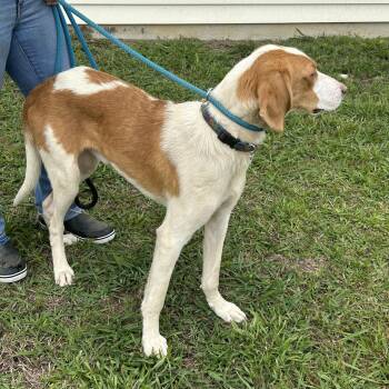 Rescue Hound Dogs for Adoption in Charles City, Virginia - Brett | PetCurious