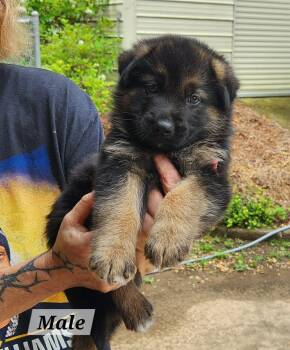 Leo -  German Shepherd Dog Dog for Adoption in West Palm Beach, Florida - Leo | PetCurious
