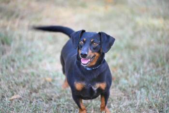 Charlie -  Dachshund Dog for Adoption in Falmouth, Maine - Charlie | PetCurious