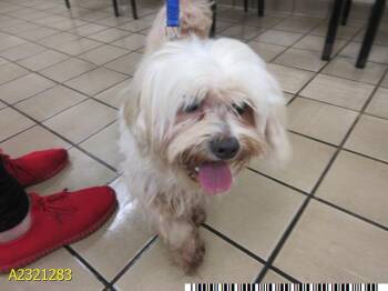 Rescue Mixed Breed Dogs for Adoption in West Palm Beach, Florida - GANDALF | PetCurious