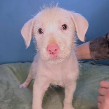 Wheaten Terrier Dogs Available for Adoption in San Antonio, Texas - Falkor | PetCurious