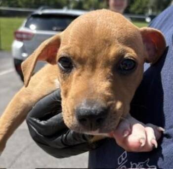 Stormy -  Mixed Breed Dog for Adoption in Maryville, Tennessee - Stormy | PetCurious
