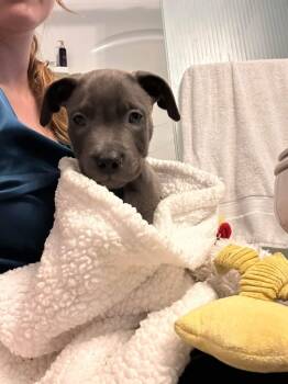Jorts -  Pit Bull Terrier Dog for Adoption in Germantown, Ohio - Jorts | PetCurious