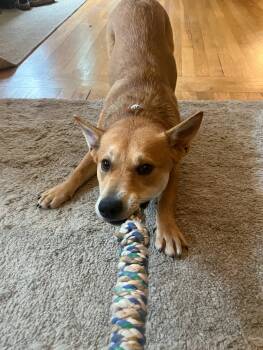 Cattle Dog and Terrier Dogs Available for Adoption in Bothell, Washington - Nelson | PetCurious