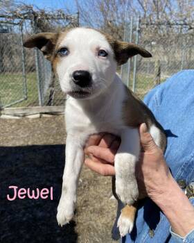 Mixed Breed Dogs Available for Adoption in Rigaud, Quebec - Jewel | PetCurious