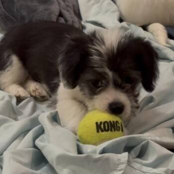 Mixed Breed Dogs Available for Adoption - Olive | PetCurious