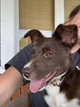 Cattle Dog and Pit Bull Terrier Dogs Available for Adoption in Spokane, Washington - Turbo | PetCurious