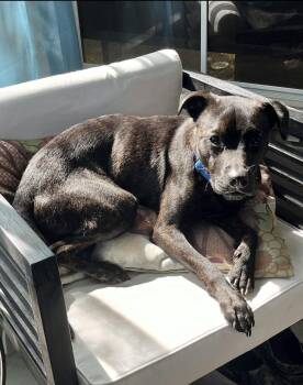 Rescue Mixed Breed Dogs for Adoption in Atlanta, Georgia - Rip | PetCurious