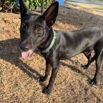 Miles -  Australian Kelpie Dog for Adoption in Harlingen, Texas - Miles | PetCurious