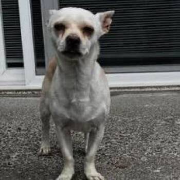 MJ -  Chihuahua and Mixed Breed Dog for Adoption in Tacoma, Washington - MJ | PetCurious