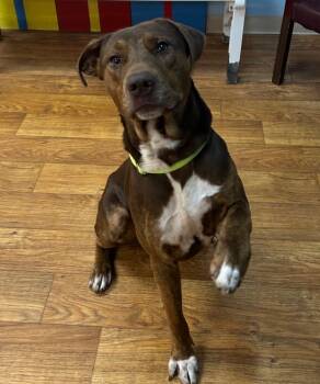 Rescue Mixed Breed Dogs for Adoption in Ocala, Florida - Hyde | PetCurious