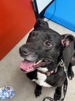 Cookie FKA Glados -  Mixed Breed Dog for Adoption in West Chester, Pennsylvania - Cookie FKA Glados | PetCurious