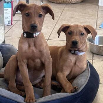 Mixed Breed Dogs Available for Adoption - Winifred | PetCurious