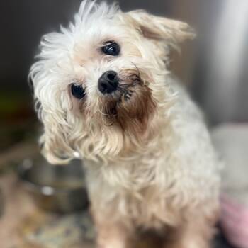 Rescue Maltese Dogs for Adoption in Ridgely, Maryland - Chardonnay | PetCurious