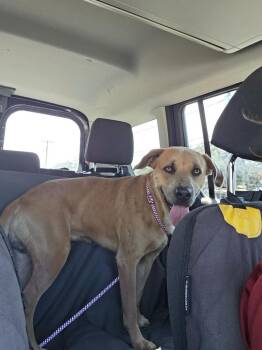 Black Mouth Cur and Mixed Breed Dogs Available for Adoption - Growlithe | PetCurious