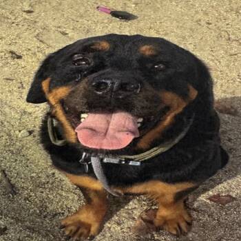 Rescue Rottweiler Dogs for Adoption in Los Angeles, California - Bruno A831861 | PetCurious