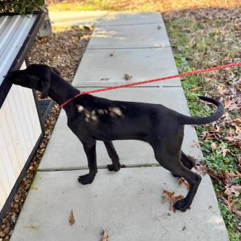Catahoula Leopard Dog and Labrador Retriever Dogs Available for Adoption - Rose | PetCurious