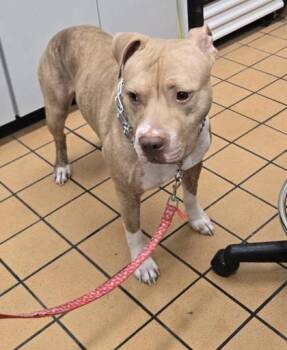 Hershal -  Pit Bull Terrier and Mixed Breed Dog for Adoption in Gainesville, Florida - Hershal | PetCurious