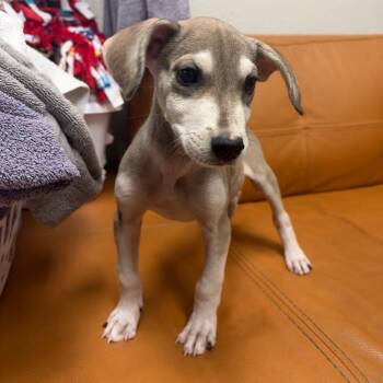 1138 (2026) Oliver -  Chihuahua and Shepherd Dog for Adoption in Parker, Colorado - 1138 (2026) Oliver | PetCurious