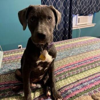 Milani -  Labrador Retriever Dog for Adoption in Chattanooga, Tennessee - Milani | PetCurious