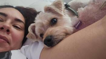 Toby -  Yorkshire Terrier Dog for Adoption in New Bedford, Massachusetts - Toby | PetCurious