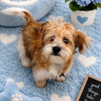 Kyle -  Shih Tzu and Terrier Dog for Adoption in Arlington, Virginia - Kyle | PetCurious