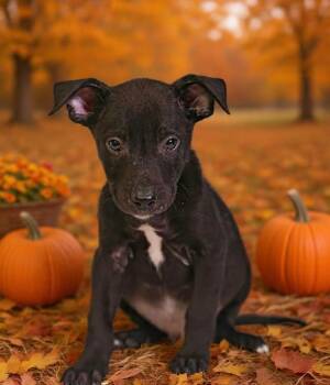 Henley 26/795 -  Shepherd and Pit Bull Terrier Dog for Adoption in Talladega, Alabama - Henley 26/795 | PetCurious