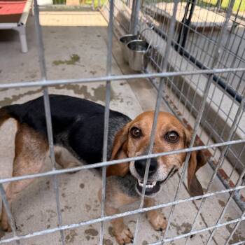 Hazel -  Beagle Dog for Adoption in Columbus, North Carolina - Hazel | PetCurious