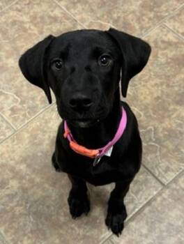 Cole -  Labrador Retriever Dog for Adoption in Littleton, Colorado - Cole | PetCurious