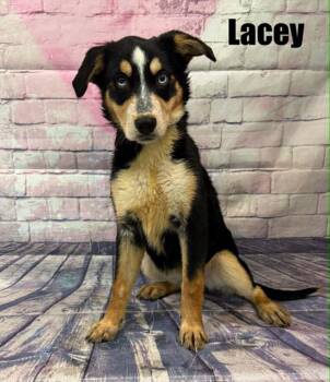 Lacy -  Bernese Mountain Dog and Husky Dog for Adoption in Quincy, Michigan - Lacy | PetCurious