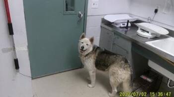 Rescue Siberian Husky Dogs for Adoption in Oakland, California - Sky | PetCurious