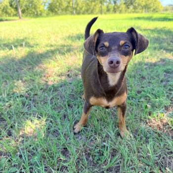 Cookie -  Chihuahua and Dachshund Dog for Adoption in Douglas, Georgia - Cookie | PetCurious