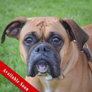 Ariel -  Boxer Dog for Adoption in Huntley, Illinois - Ariel | PetCurious