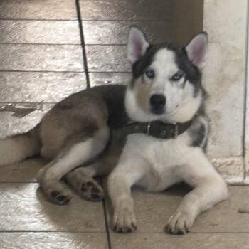 Siberian Husky Dogs Available for Adoption - Luffy | PetCurious