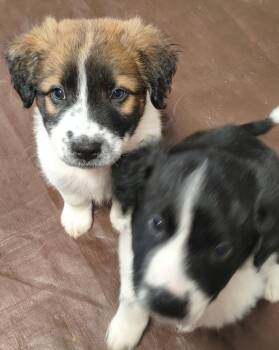 Candy Bars : Rolo -  Border Collie and Labrador Retriever Dog for Adoption in Aurora, Indiana - Candy Bars : Rolo | PetCurious