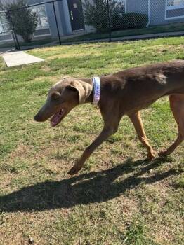 Padme -  Doberman Pinscher Dog for Adoption in Oklahoma City, Oklahoma - Padme | PetCurious