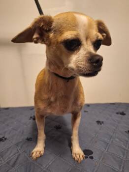 Candy -  Chihuahua Dog for Adoption in Melbourne, Arkansas - Candy | PetCurious